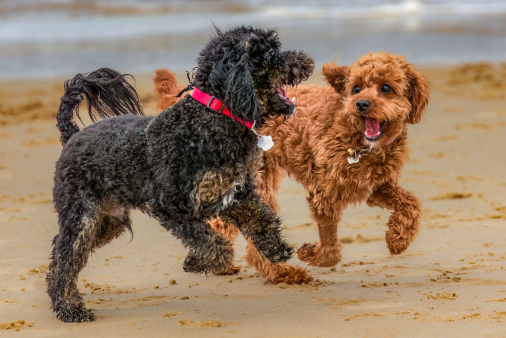 Kodi and Daisy