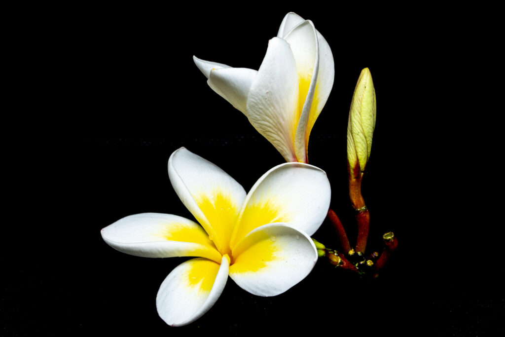 Macro Photography Workshop