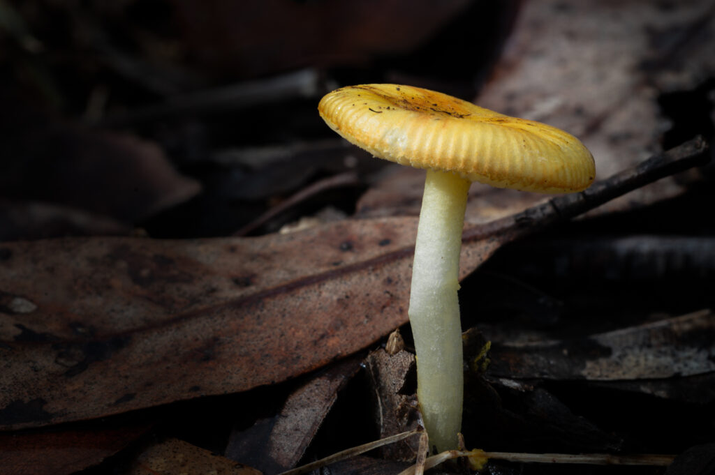 Macro Photography Workshop