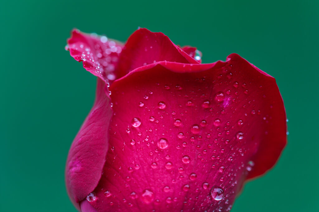 Water Droplets Photography