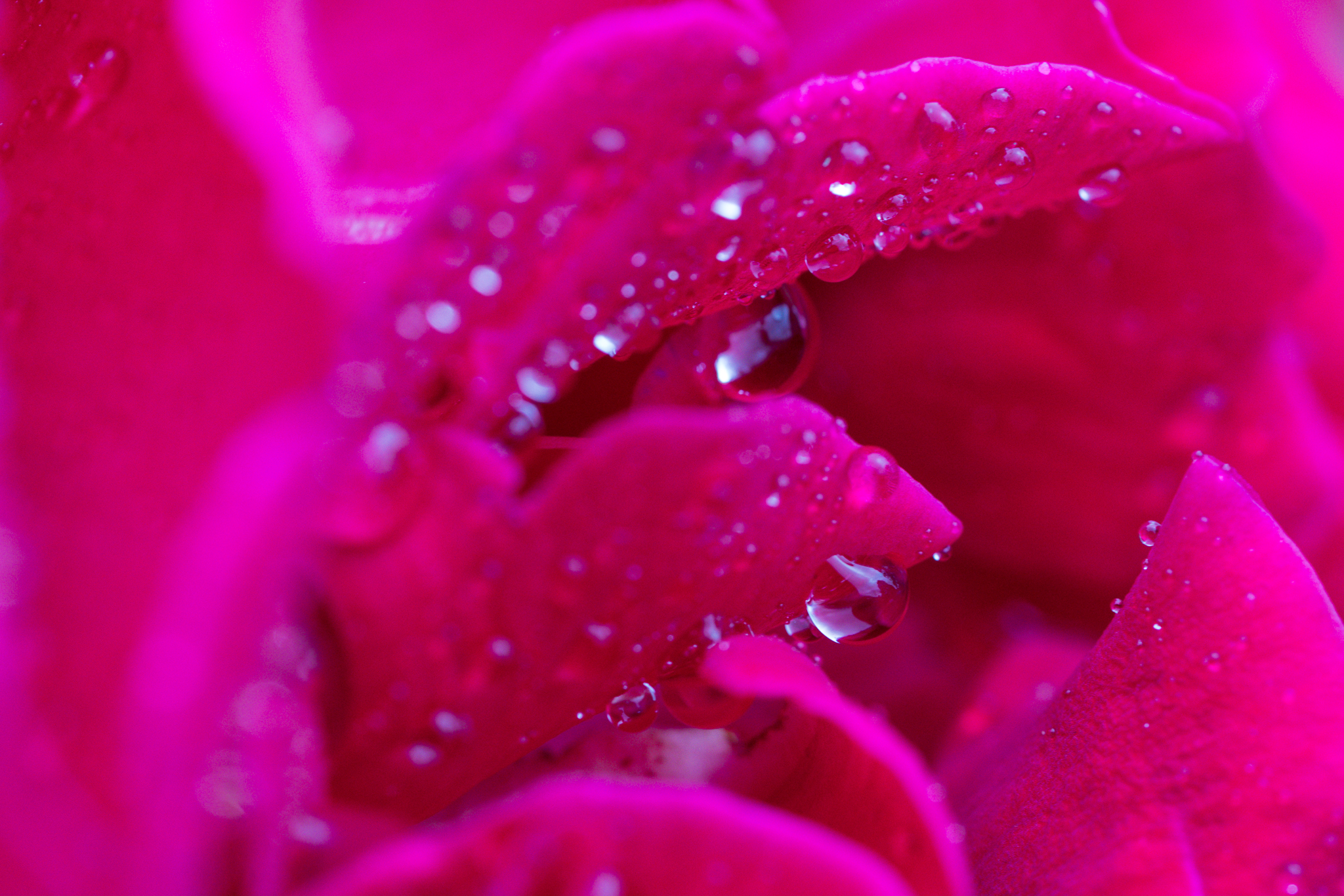 Water Droplets Photography