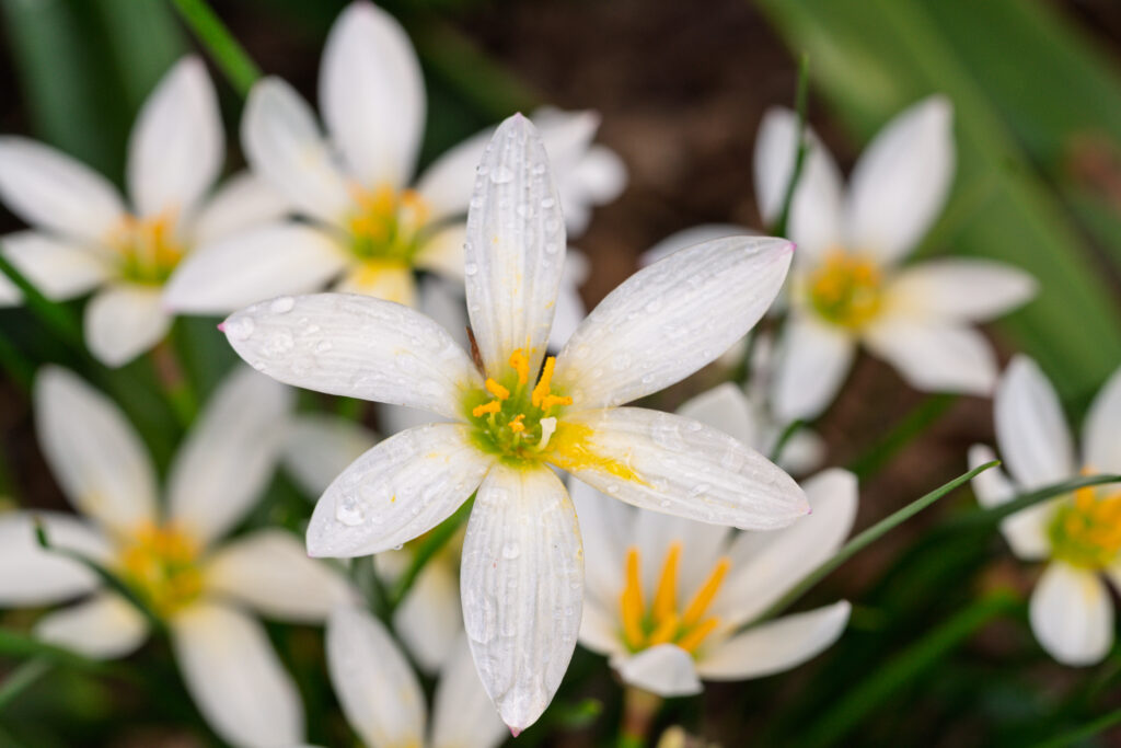 Water Droplets Photography