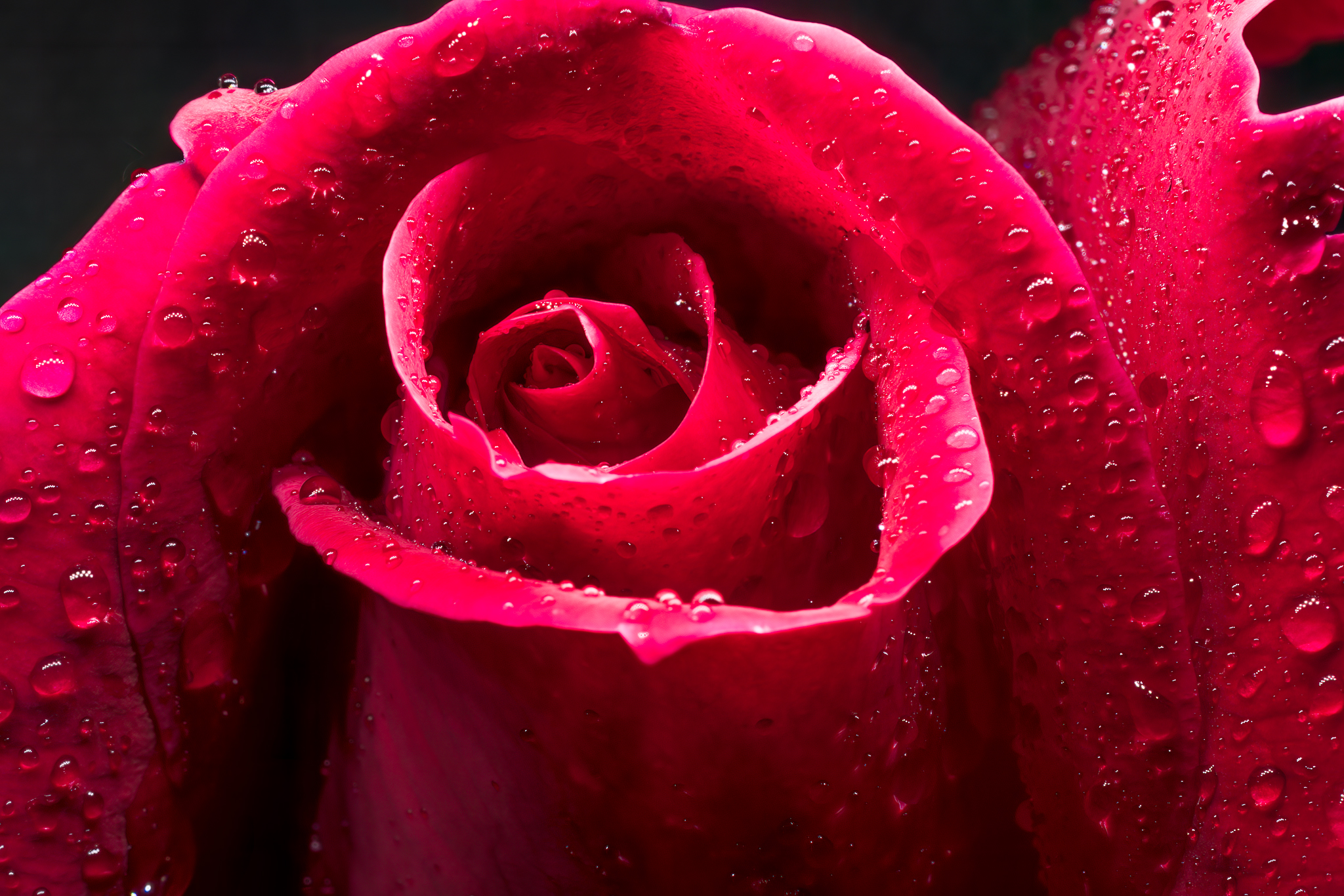 Macro Photography Workshop