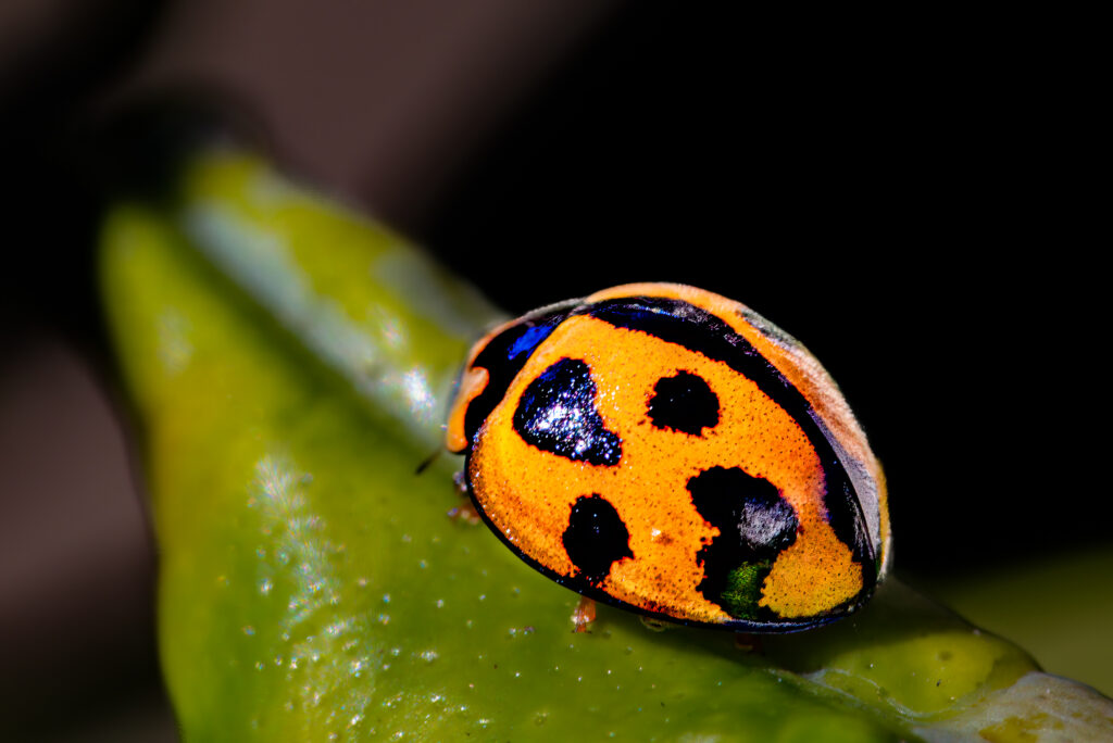 Macro Photography Workshop