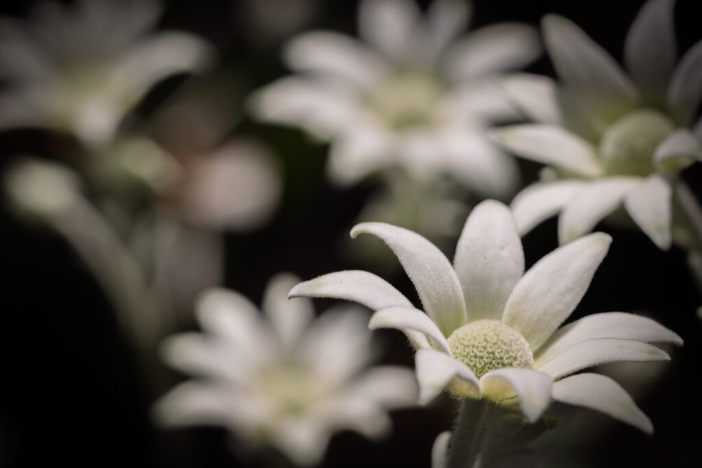 Macro Photography Workshop