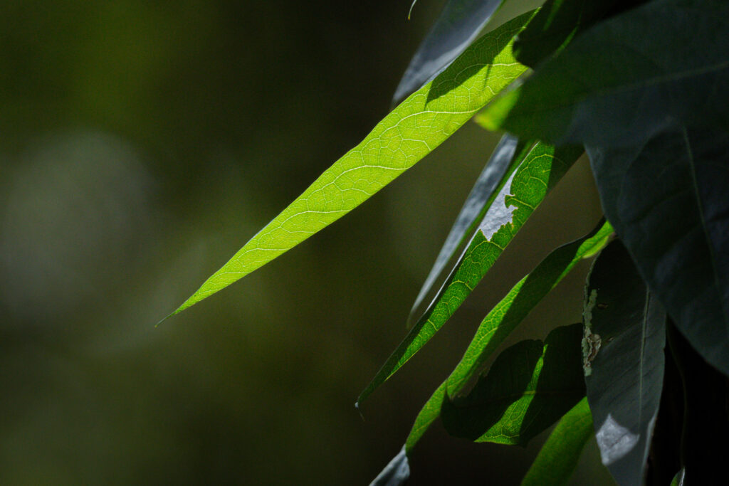 Nature Photography Photo Walk