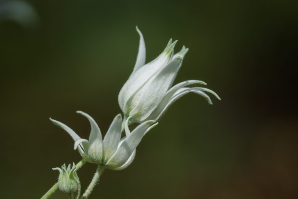Nature Photography Photo Walk