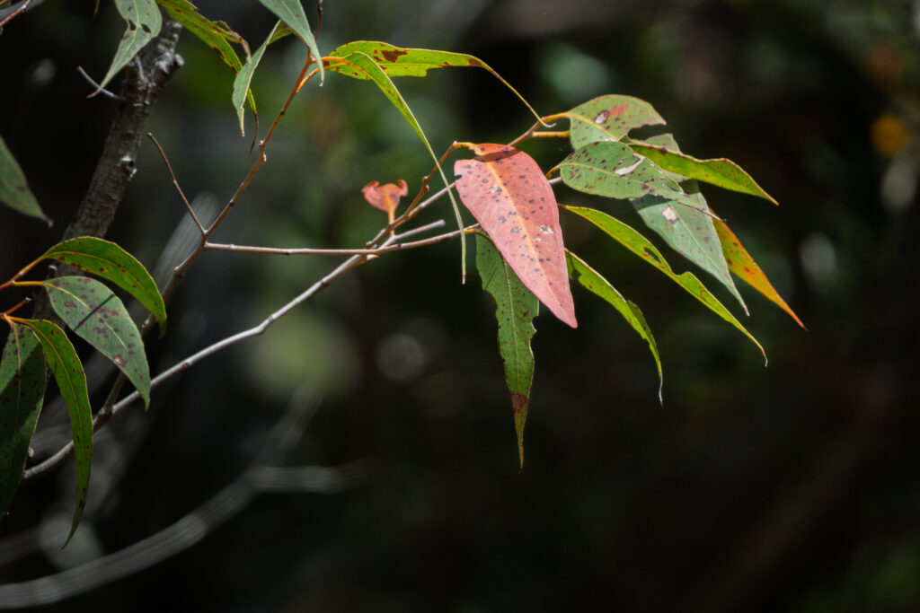 Nature Photography Photo Walk