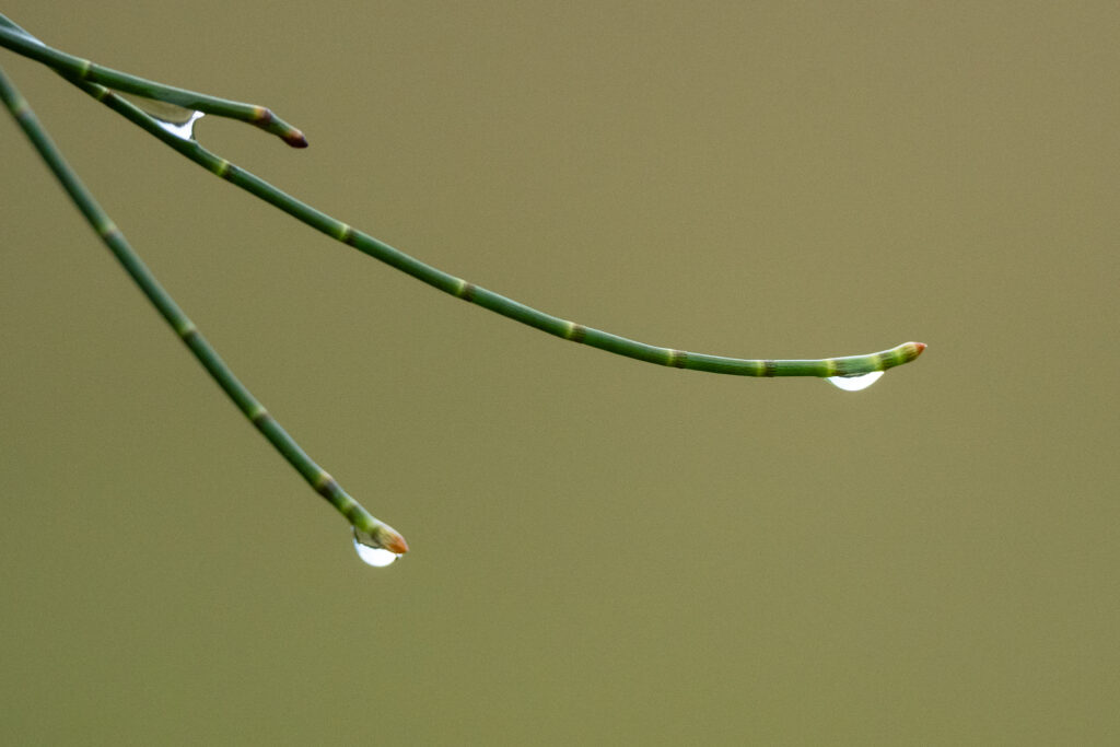 Water Droplets Photography