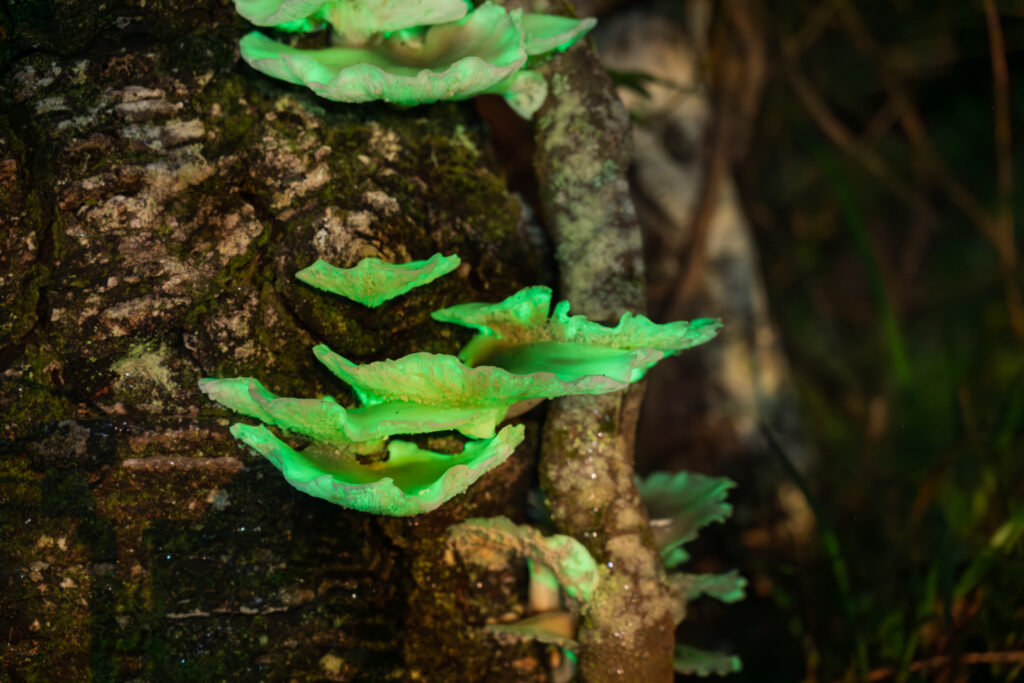 Ghost Fungi Photography Meetup