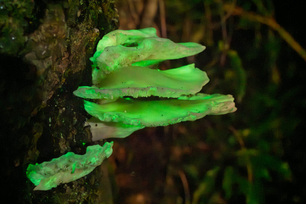 Ghost Fungi Photography Meetup