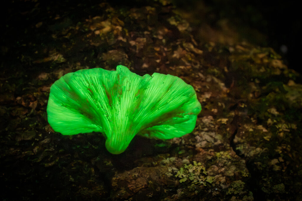 Ghost Fungi Photography Meetup