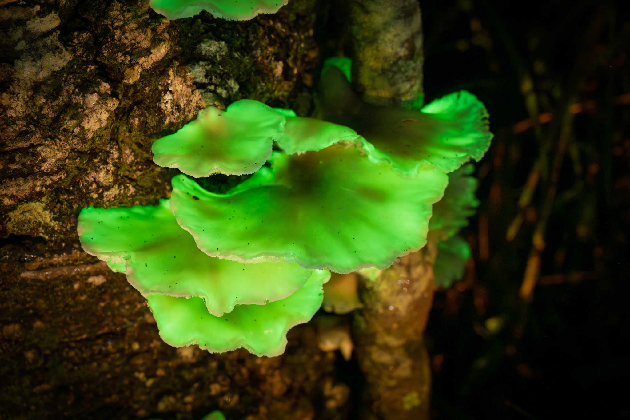 Ghost Fungi Photography Meetup