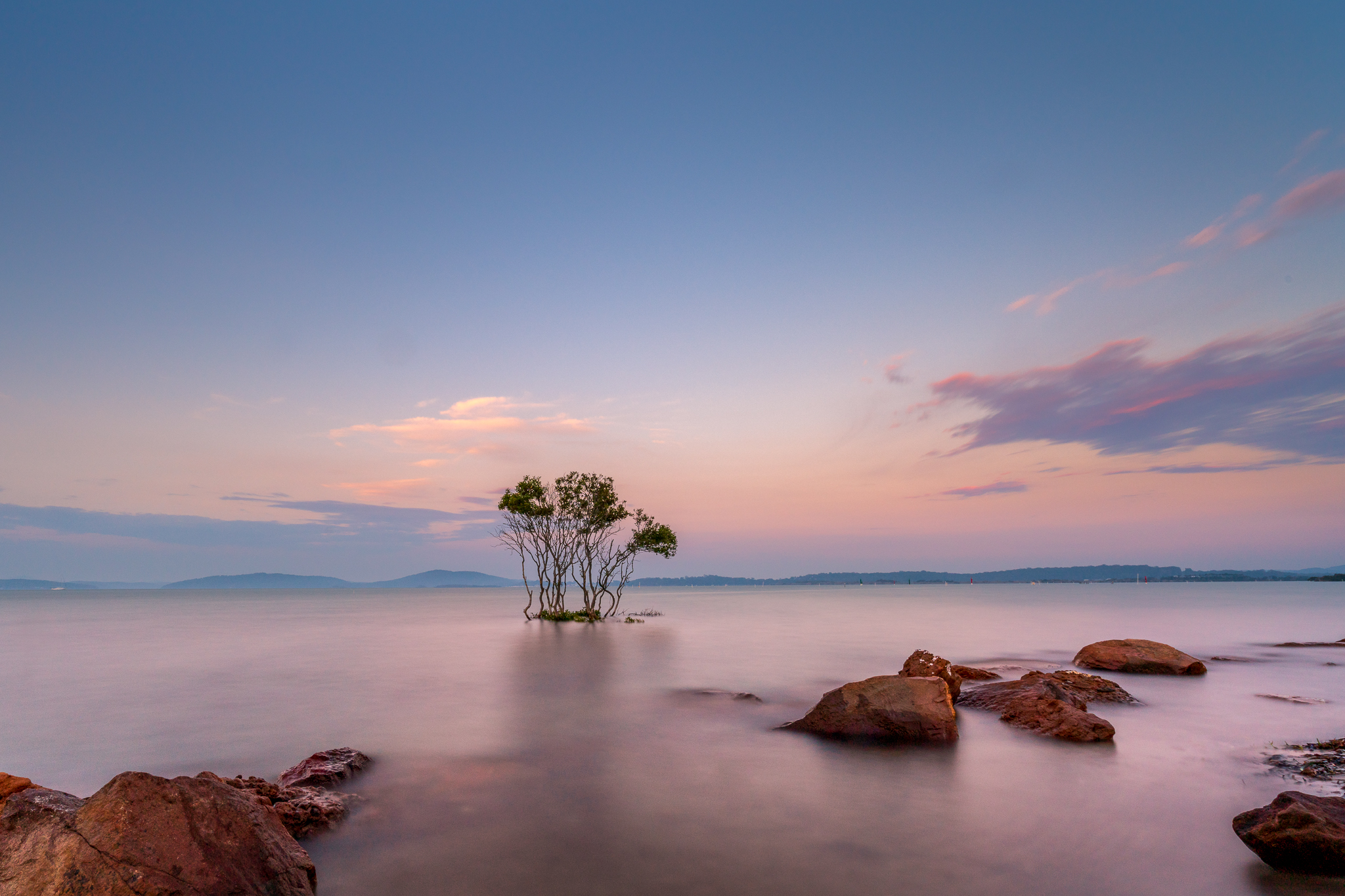 Mangrove tree growing in shallow water showing balance and reflection in coastal landscape