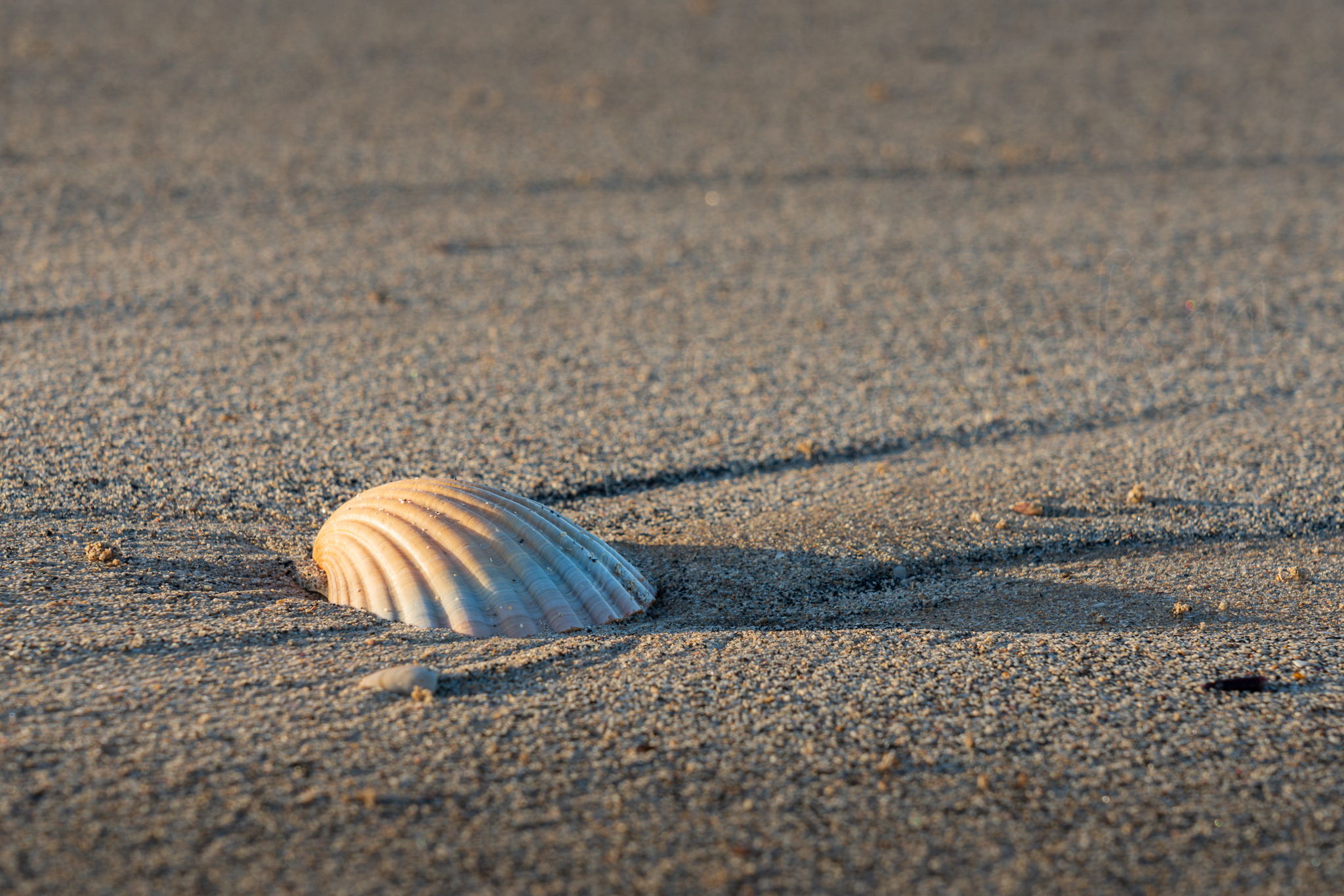 Seashell resting in patterned sand textures