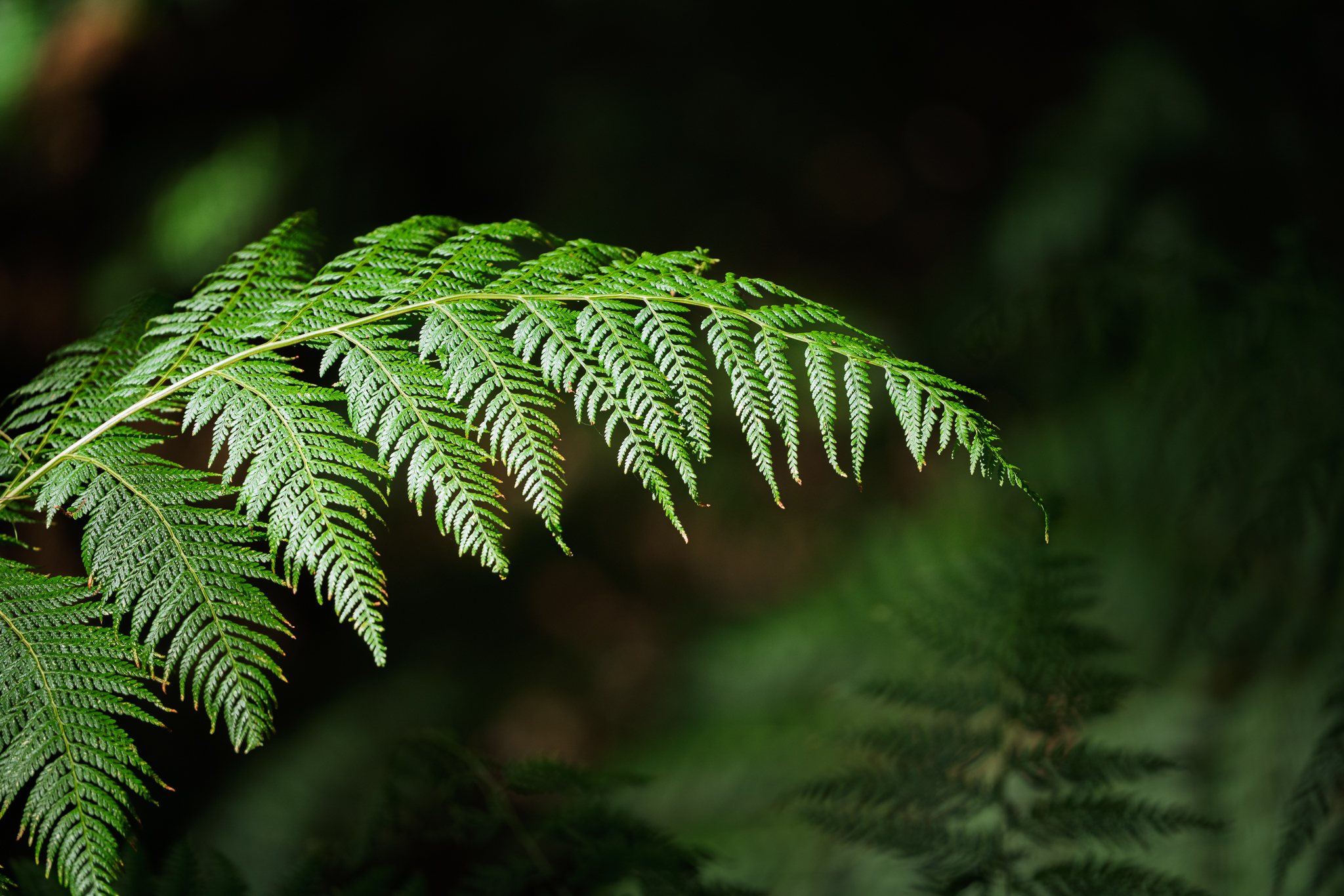 The Art of Seeing Nature — Nature Photography Composition