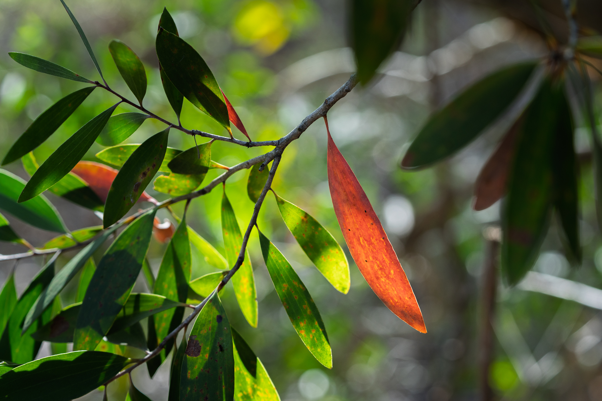 The Art of Seeing Nature — Nature Photography Composition