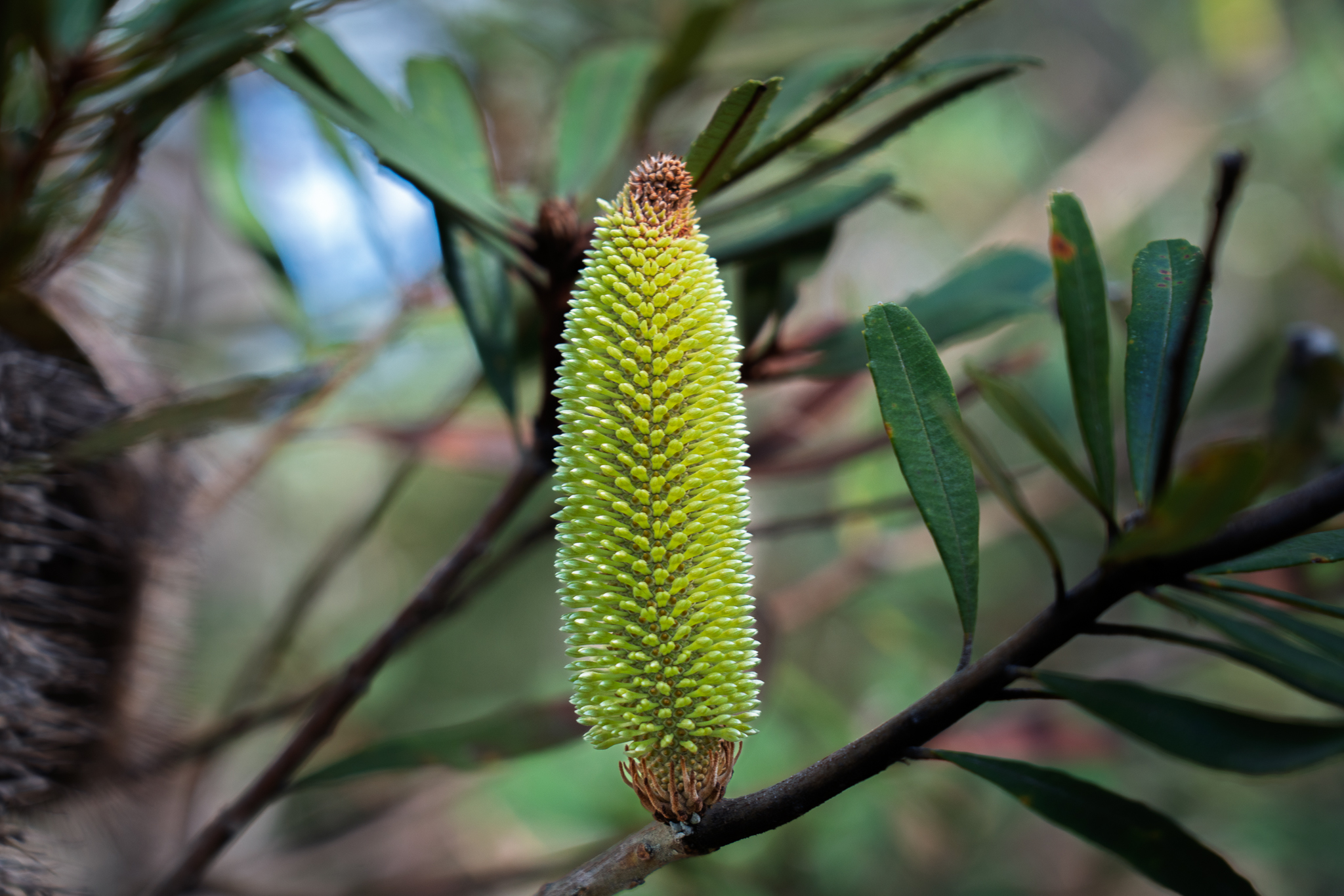 The Art of Seeing Nature — Nature Photography Composition