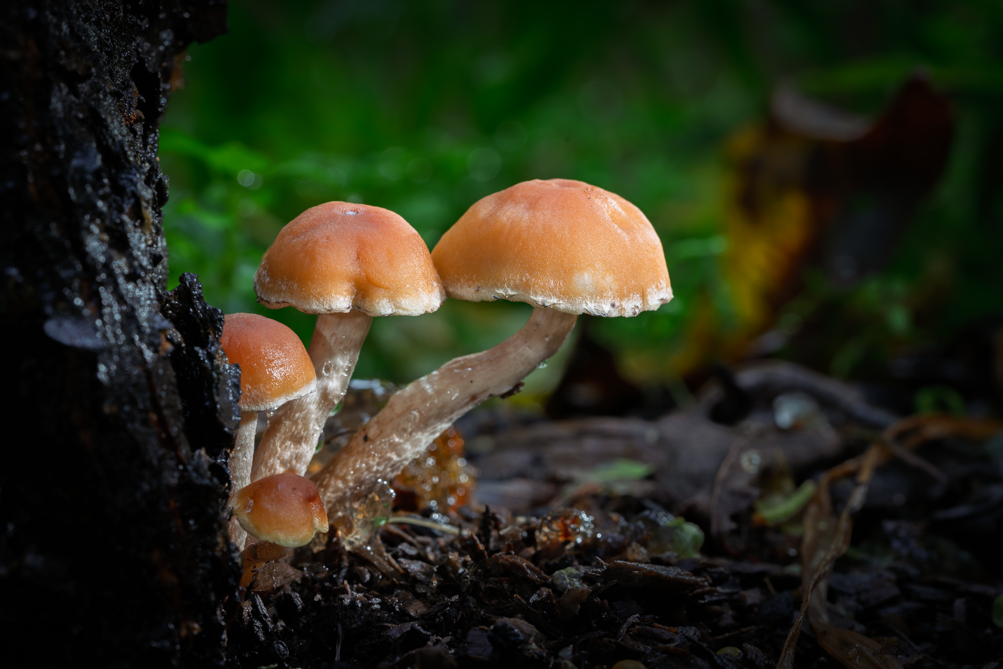 The Art of Interpreting Macro - Exploring the Small World