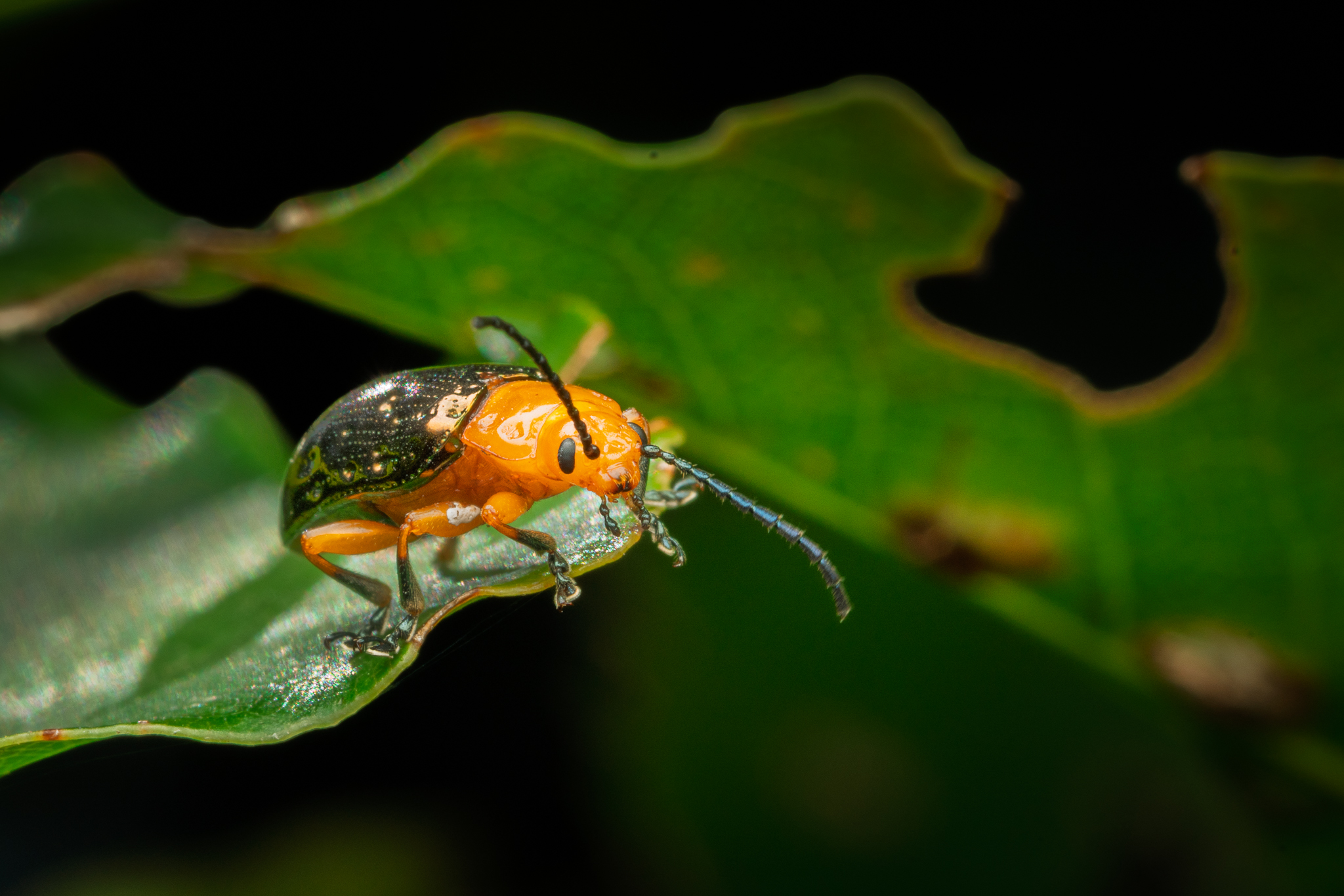 The Art of Interpreting Macro - Exploring the Small World