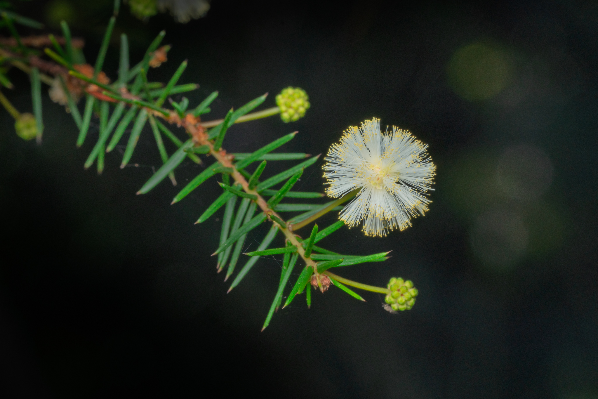 The Art of Interpreting Macro - Exploring the Small World